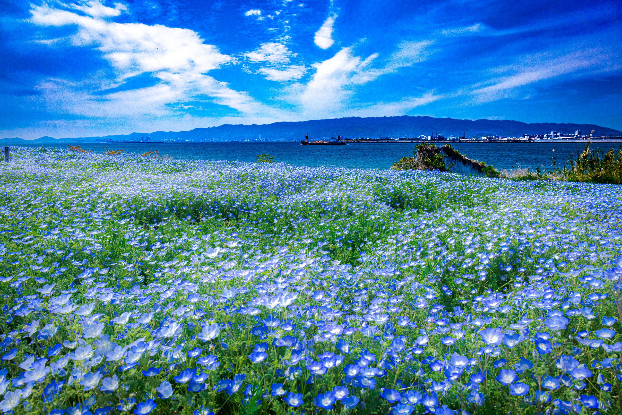 ネモフィラの絨毯